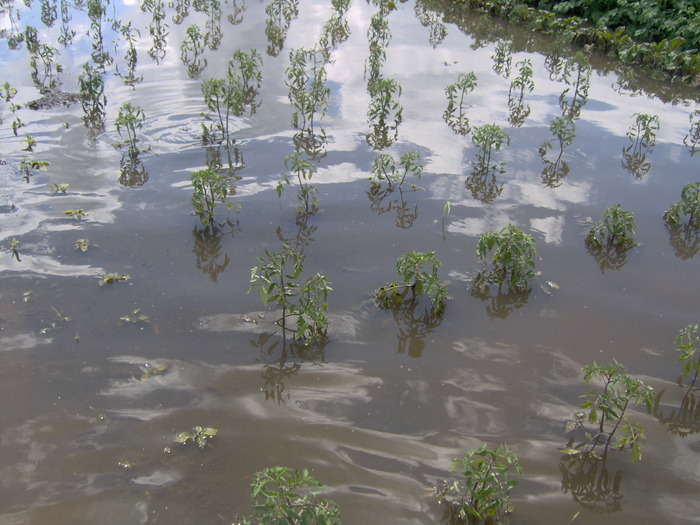IM000u742 (8) - recolte inundate iunie 2010