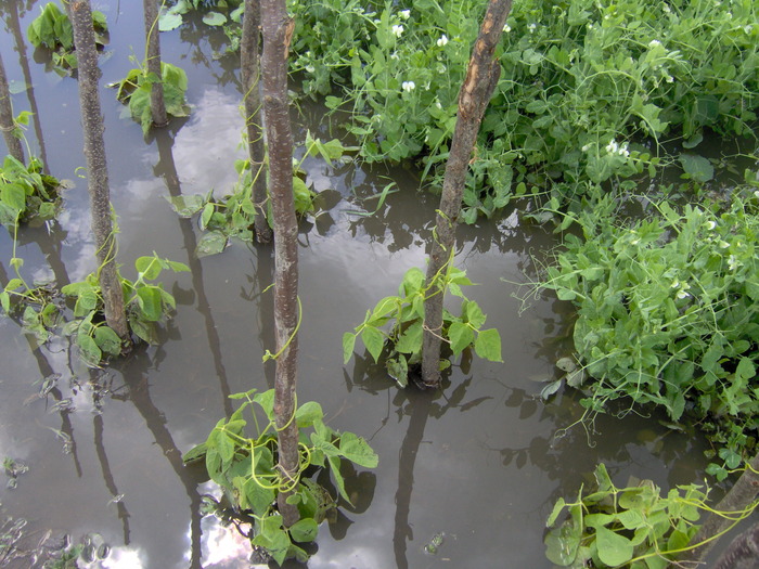 IM000u742 (9) - recolte inundate iunie 2010