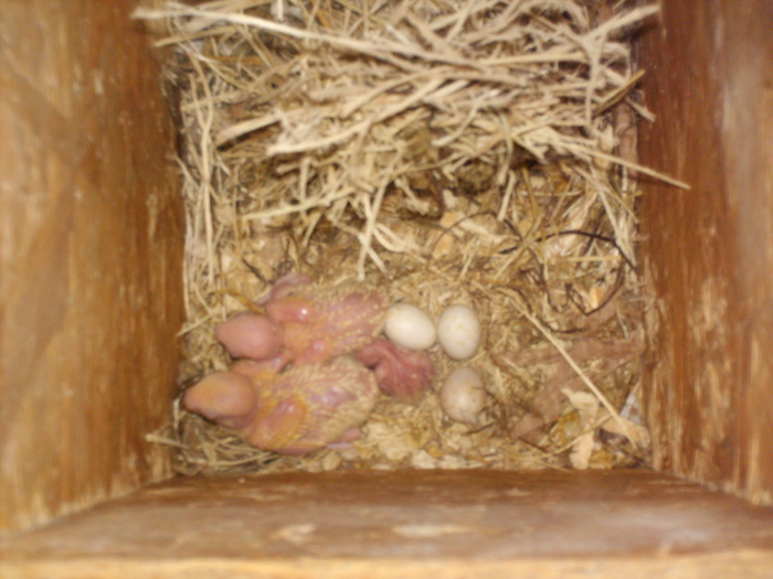 pui roseicollis lutino