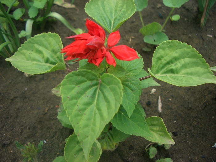 salvia seminte