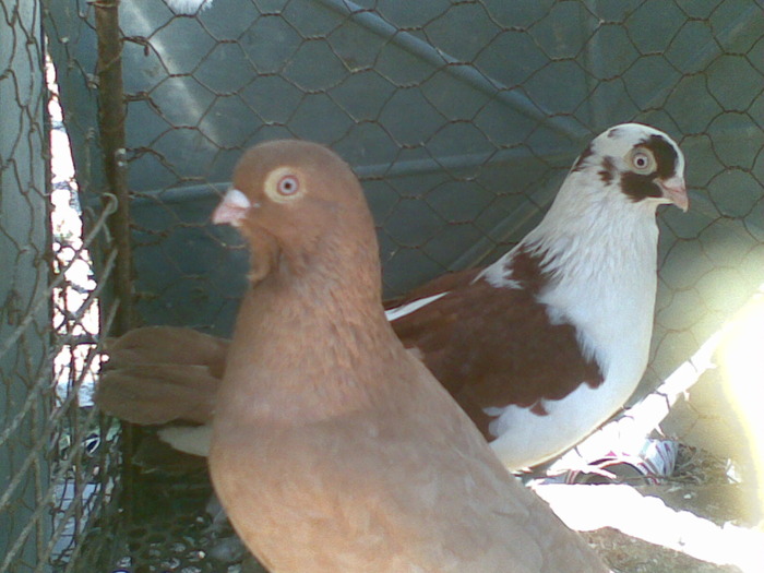 20032010(004) - poze porumbei - perechi pentru 2010