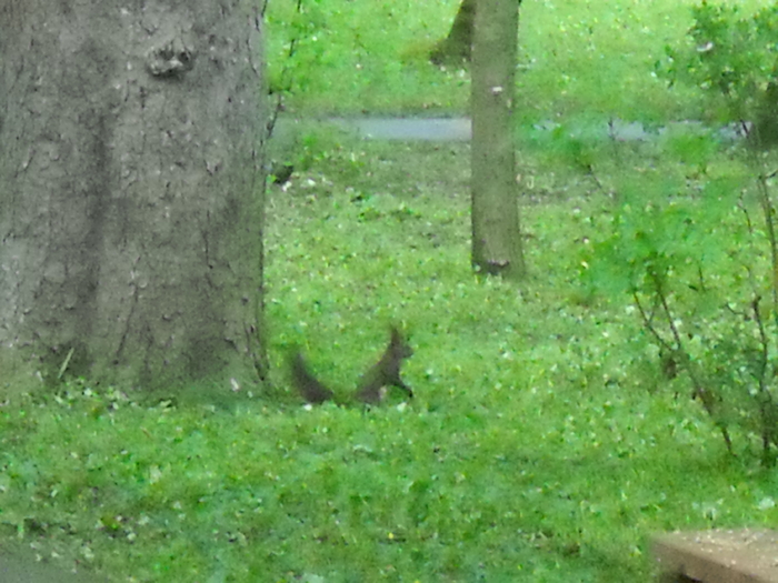 In parcul CODRISOR, Bistrita - MINUNATII ALE LUMII