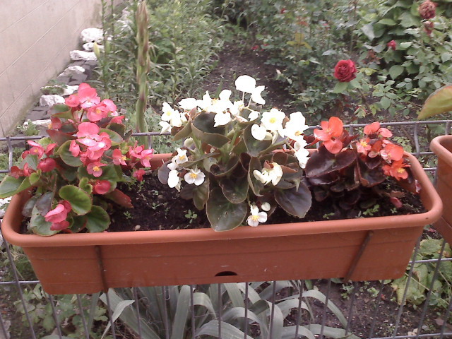 BEGONIA - FLORI 2010