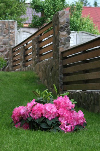 Rhododendron - garden 2010