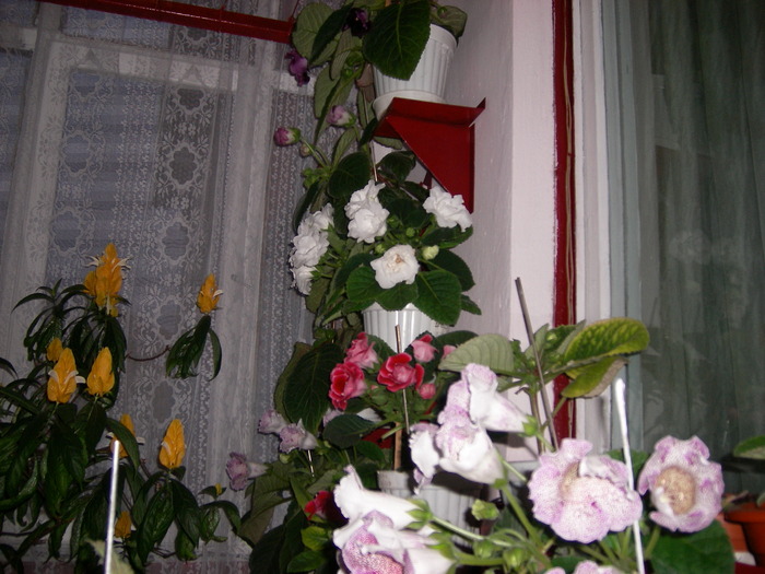 Flori-03 002 - Flori 2010