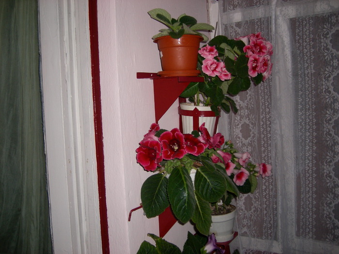 Flori-03 007 - Flori 2010