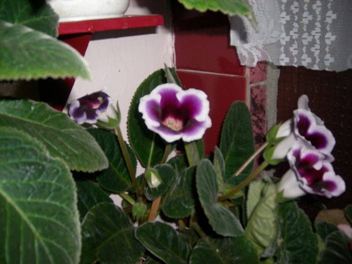 Flori-03 009 - Flori 2010