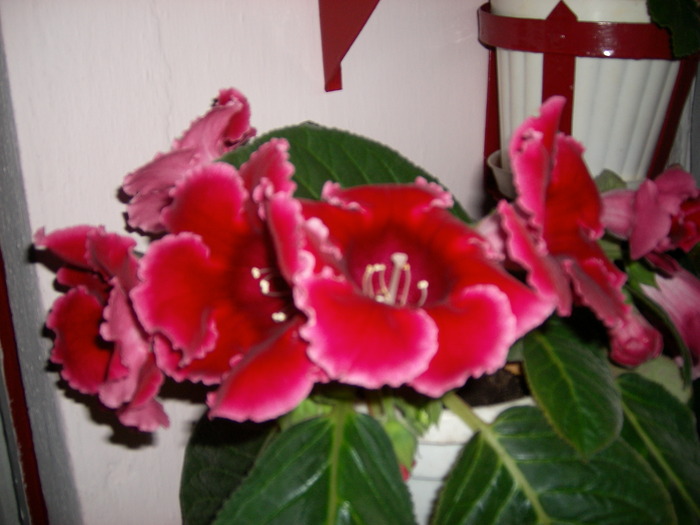Flori-03 012 - Flori 2010