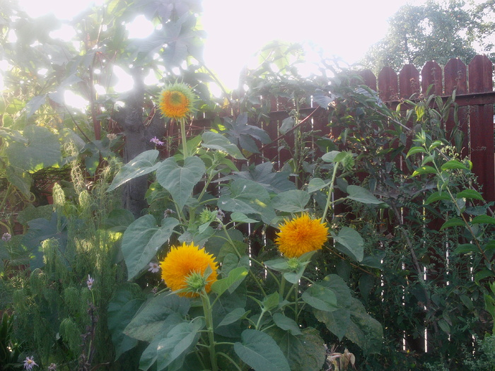 Floarea soarelui - Alte flori si nu numai