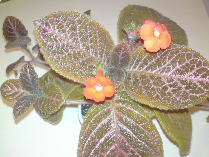 Kee Wee - a doua floricica (1) - Episcia