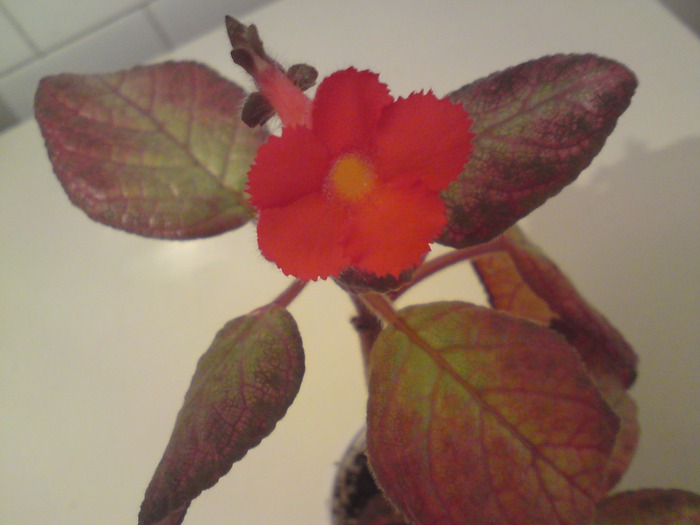 Sea Foam (1) - Episcia