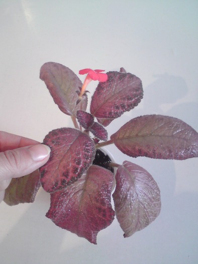 Alice's Aussie - Episcia