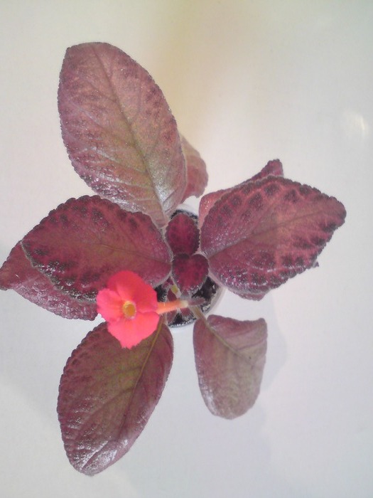 Alice's Aussie - Episcia