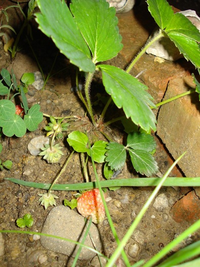 capsuni remontanti 02062010 - Fructiferi