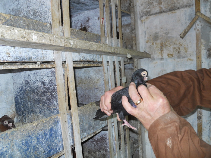 DSCN0800 - 1779 Gheorghe Tanase