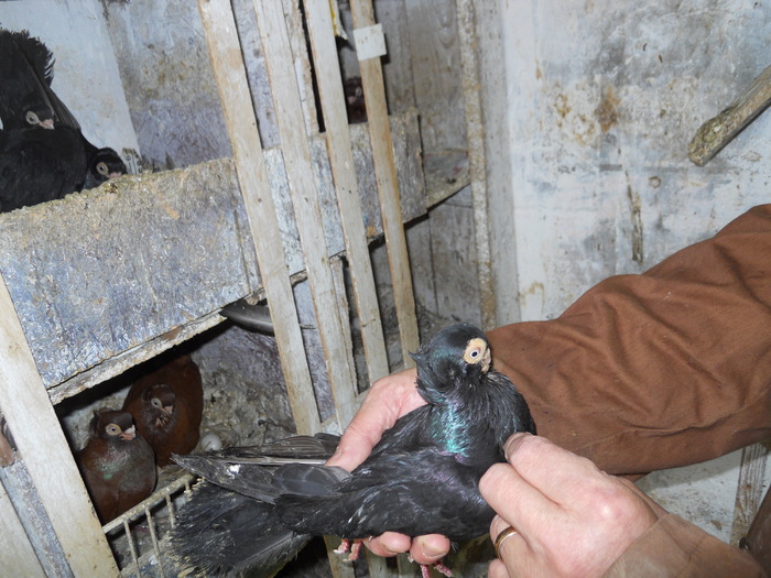 DSCN0811 - 1779 Gheorghe Tanase