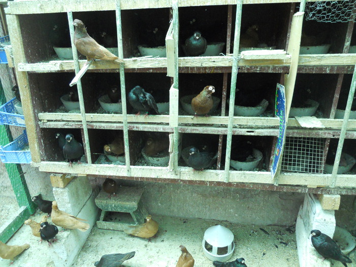 DSCN0814 - 1779 Gheorghe Tanase