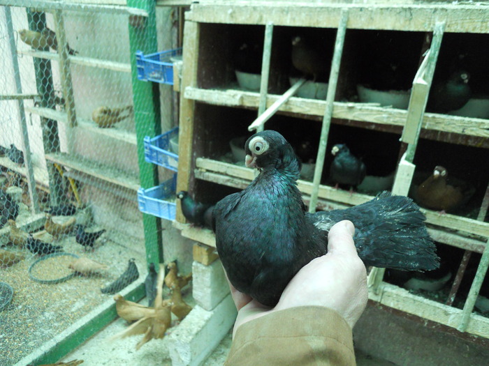 DSCN0816 - 1779 Gheorghe Tanase