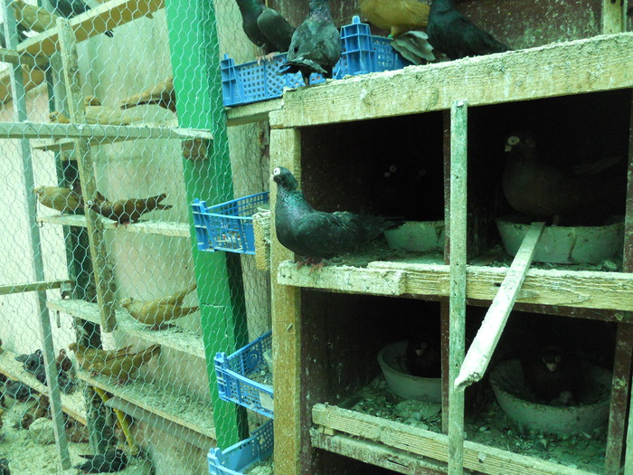 DSCN0817 - 1779 Gheorghe Tanase