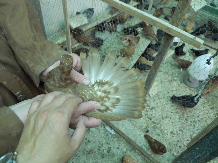 DSCN0864 - 1779 Gheorghe Tanase