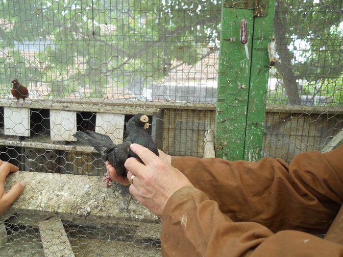 DSCN0891 - 1779 Gheorghe Tanase