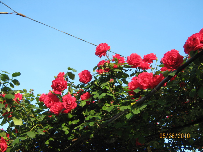 trandafir catarator - Trandafiri