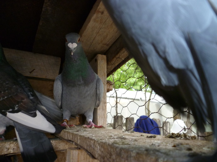 P1000787 - Poze 3-05-2010