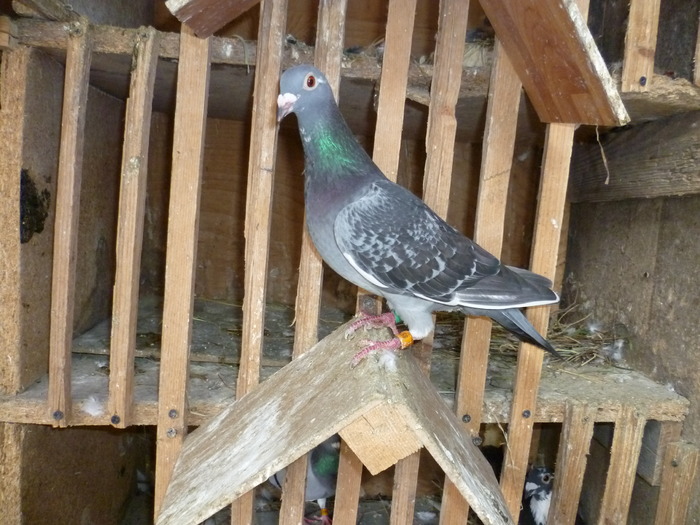 zburata Nadlac ca pui! Cea mai tare zburatoare!