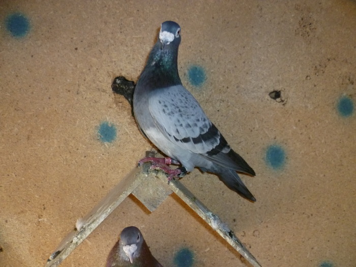 bun reproducator si zburator - Poze 3-05-2010