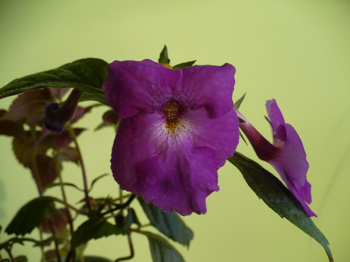 P1260948 - Achimenes 2010