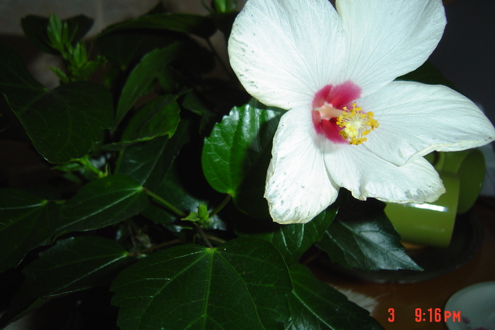 poze noi 238 - 09-2012-HIBISCUS