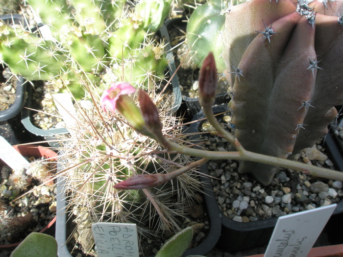 Adromischus humilis - tija floarala