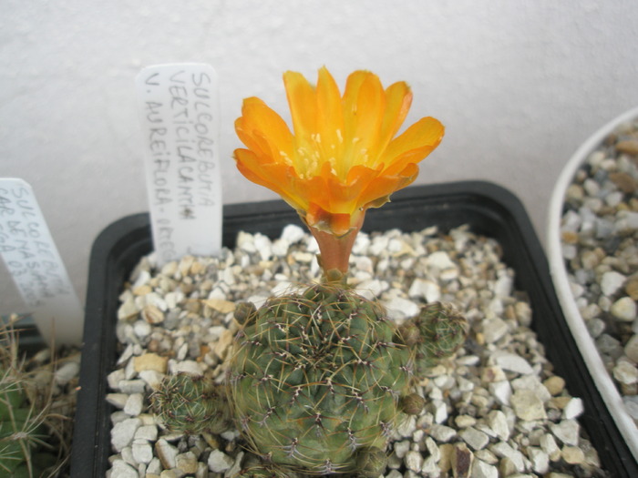 Sulcorebutia verticilacantha v. aureiflora - 01.06 - Sulcorebutia