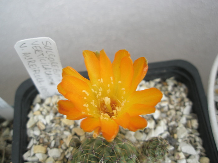 Sulcorebutia verticilacantha - floare