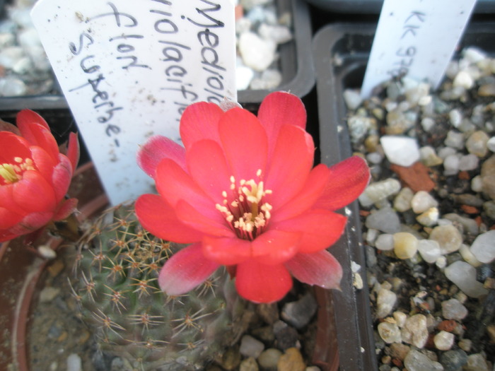 Mediolobivia violaciflora - floare - Mediolobivia