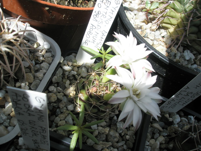 Gymno damsii centrispinum - 03.06 - Gymnocalycium