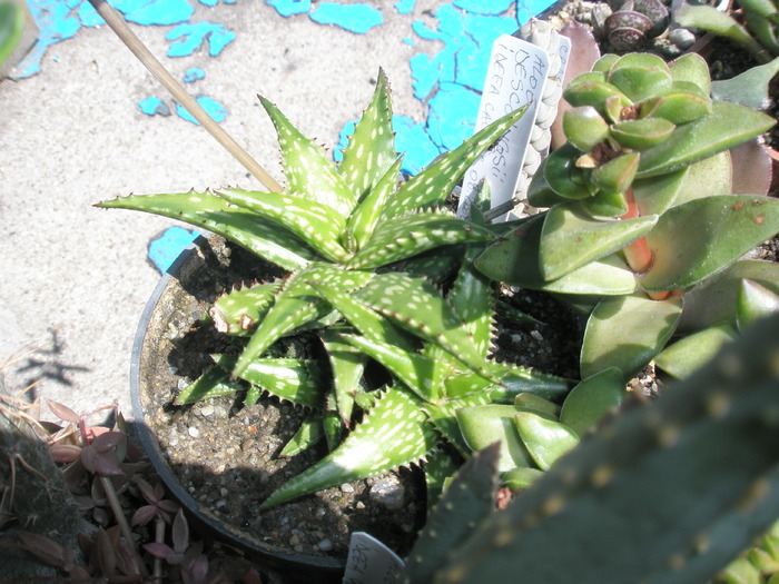 Aloe descoingsii - 03.06 - SUCULENTE