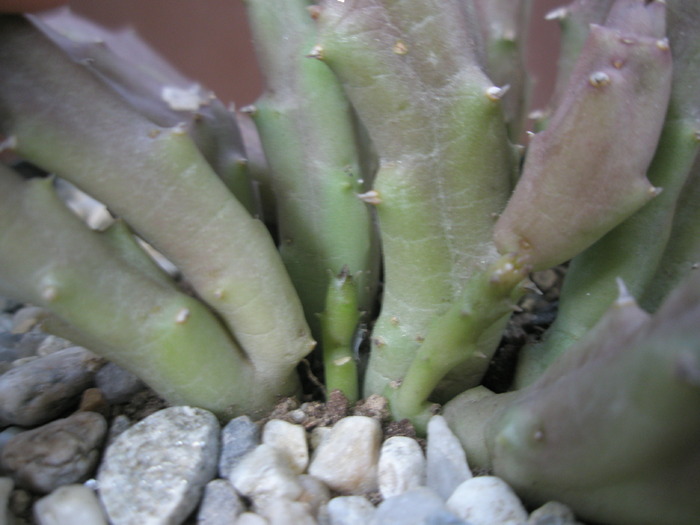 Stapelia variegata - plante din seminte - Stapelia