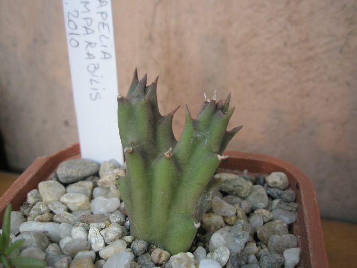 Stapelia comparabilis mica