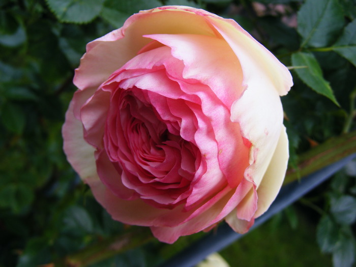 EDEN_ROSE_4_iunie_2010 006