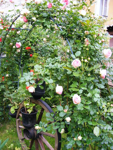 EDEN_ROSE_4_iunie_2010 008