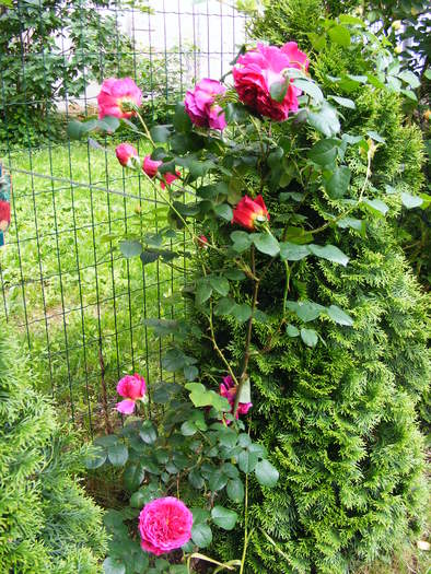 OTHELO_4_iunie_2010 004