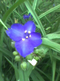 Tradescantia ohiensis