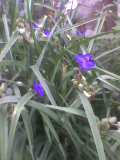 Tradescantia ohiensis
