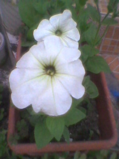 Imag0058