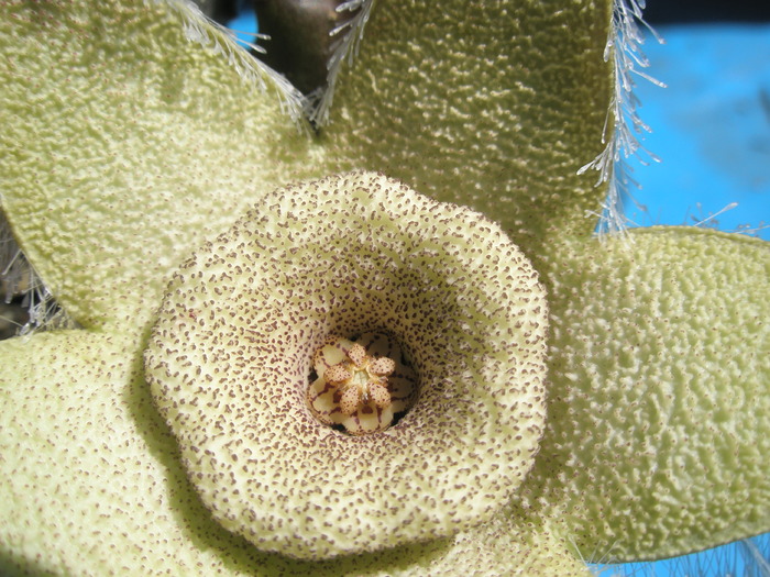 Orbe ciliata - mijlocul florii - Orbea