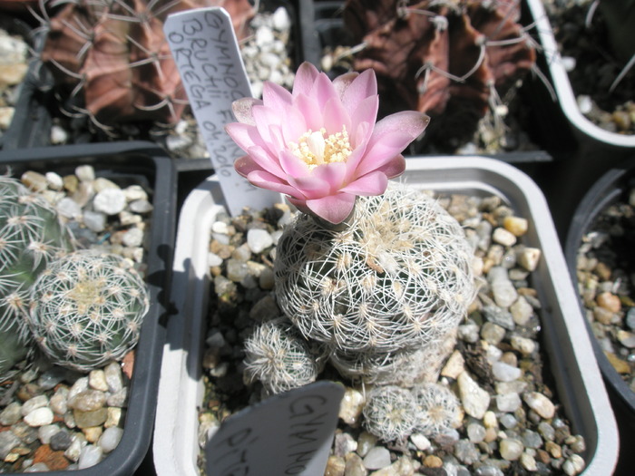 Gymnocalycium bruchii fma niveum - 04.06