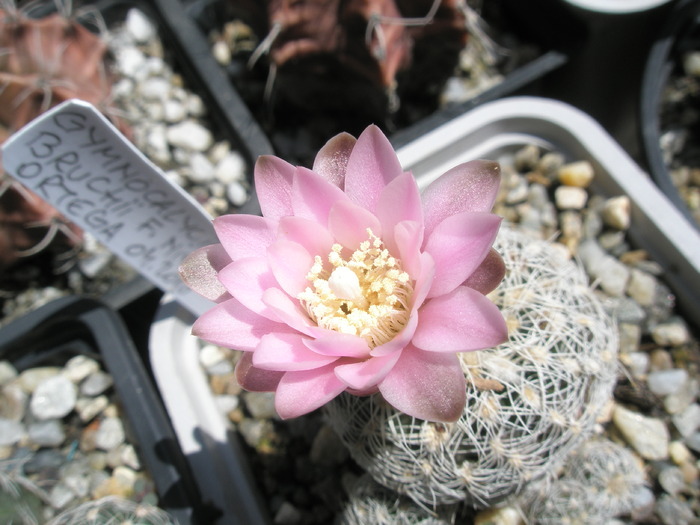 Gymnocalycium bruchii fm. niveum - Gymnocalycium