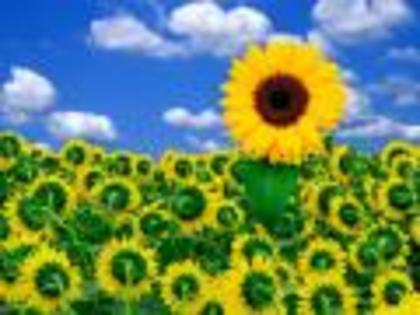 A Little Sunshine Flori Desktop Wallpapers Poze cu Flori