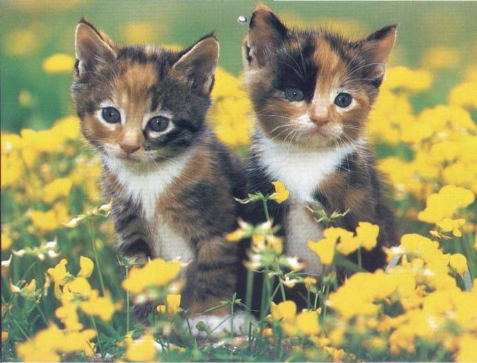 7430448slahaSyslJ_ph - xD PiSiCuTzE